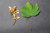 Sycamore maple (Acer pseudoplatanus) leaf and samaras in grey background, France