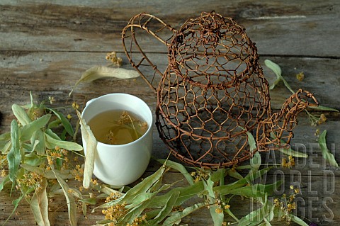 Cup_of_herbal_tea_infusion_of_lime_tree_Tilia_sp_promotes_wellbeing_relaxation_and_sleep