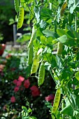 Sugar pea (Pisum sativum) in a vegetable garden