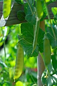 Sugar pea (Pisum sativum) in a vegetable garden