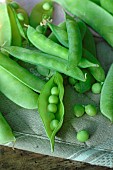 Sugar peas and Garden peas (Pisum sativum), harvested from the garden