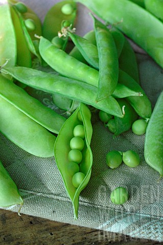 Sugar_peas_and_Garden_peas_Pisum_sativum_harvested_from_the_garden