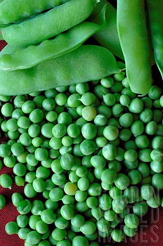 Sugar_peas_and_Garden_peas_Pisum_sativum_harvested_from_the_garden