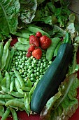 Fruits and vegetables from the vegetable garden, harvest of Strawberry (Fragaria vesca), Sugar peas and Garden peas (Pisum sativum), Zucchini (Curcubita pepo) and Lettuce (Lactuca sativa)