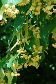 Lime blossoms (Tilia sp), making infusions and herbal teas for well-being