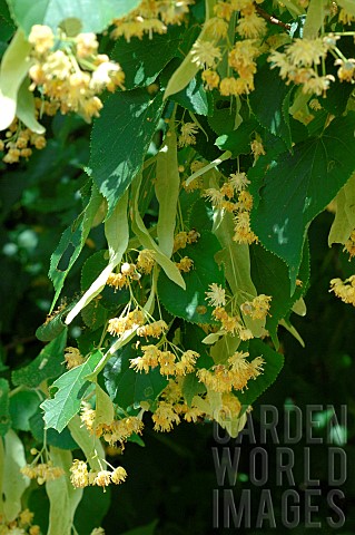 Lime_blossoms_Tilia_sp_making_infusions_and_herbal_teas_for_wellbeing