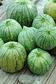 Round zucchini (Curcubita pepo) harvested from the garden