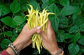 Harvesting Butter Beans (Phaseolus vulgaris) in the vegetable garden