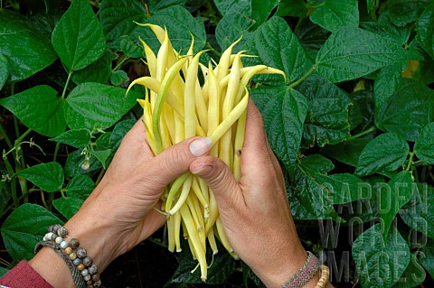 Harvesting_Butter_Beans_Phaseolus_vulgaris_in_the_vegetable_garden