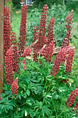 Lupine (Lupinus sp) in flower in a garden bed