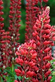 Lupine (Lupinus sp) in flower in a garden bed