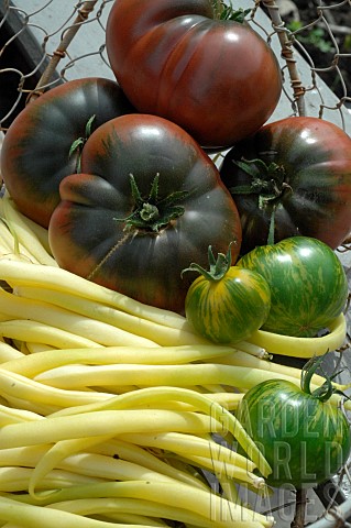 Green_Zebra_and_Crimean_Black_tomatoes_Solanum_lycopersicum_and_butter_beans_Phaseolus_vulgaris