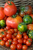 Cherry, Green Zebra and Crimean Black tomatoes (Solanum lycopersicum)