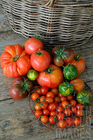 Beefsteak_Cherry_Green_Zebra_and_Crimean_Black_tomatoes_Solanum_lycopersicum