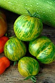 Green Zebra tomatoes (Solanum lycopersicum)