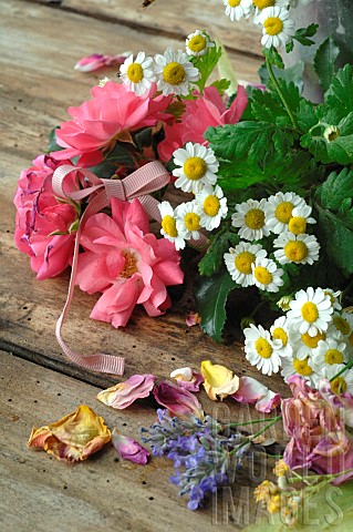 Garden_treasures_edible_and_officinal_plants_rose_petals_Rosa_sp_Lavender_Lavendula_sp_Lime_Tilia_sp