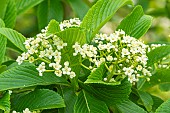Siebolds viburnum (Viburnum sieboldii), flowers