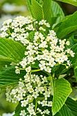 Siebolds viburnum (Viburnum sieboldii), flowers