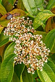Cinnamon-leaved viburnum (Viburnum cinnamomifolium), flowers