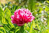 Tree peony (Paeonia suffruticosa) Shishi-Funjin, flower
