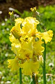 Tall Bearded Iris (Iris germanica) Buckwheat Breeder : Byers 1988