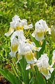 Tall Bearded Iris (Iris germanica) Crystal Bright Breeder : Brown 1971