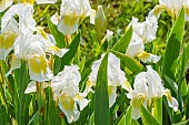 Tall Bearded Iris (Iris germanica) Crystal Bright Breeder : Brown 1971