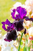 Tall Bearded Iris (Iris germanica) Persian Gown Breeder : Brown 1985
