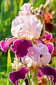 Tall Bearded Iris (Iris germanica) Okapi Poppy Breeder : Kasperek 2004