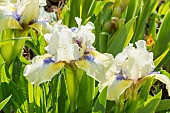 Standard dwarf Bearded Iris (Iris germanica) Crystal Bright Breeder : Brown 1972