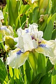 Standard dwarf Bearded Iris (Iris germanica) Crystal Bright Breeder : Brown 1972