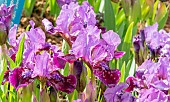 Standard dwarf Bearded Iris (Iris germanica) Regards Breeder : Hager 1967