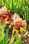 Standard dwarf Bearded Iris (Iris germanica) Tantara Breeder : Ensminger 1982