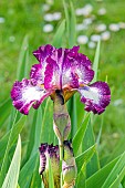 Intermediate Bearded Iris (Iris germanica) Vitrail Breeder : Cayeux 2003