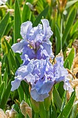 Standard dwarf Bearded Iris (Iris germanica) Little Sapphire Breeder : Molly Price 1961