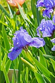Standard dwarf Bearded Iris (Iris germanica) Mystic Midnight Breeder : Sindt 1961