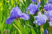 Standard dwarf Bearded Iris (Iris germanica) Mystic Midnight Breeder : Sindt 1961