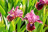 Standard dwarf Bearded Iris (Iris germanica) Sweet Bess Breeder : Scopes 1974