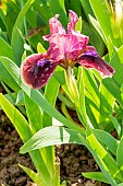 Standard dwarf Bearded Iris (Iris germanica) Sweet Bess Breeder : Scopes 1974