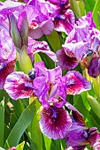 Standard dwarf Bearded Iris (Iris germanica) Beauty Mark Breeder : Schreiners 1979