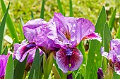 Standard dwarf Bearded Iris (Iris germanica) Beauty Mark Breeder : Schreiners 1979