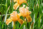 Standard dwarf Bearded Iris (Iris germanica) Mandarin Jewel Breeder : Earl Roberts 1970