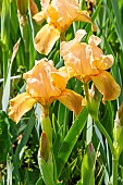 Standard dwarf Bearded Iris (Iris germanica) Mandarin Jewel Breeder : Earl Roberts 1970
