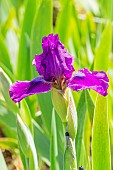 Standard dwarf Bearded Iris (Iris germanica) Voila Breeder : Gatty 1973