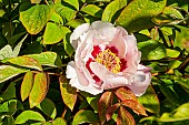 Chinese tree peony (Paeonia qiui), flower