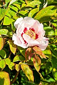 Chinese tree peony (Paeonia qiui), flower