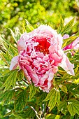 Japanese tree peony (Paeonia suffruticosa) Shin-touen, flowers