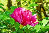Chinese tree peony (Paeonia rockii) Hong Lian, flower