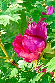 Chinese tree peony (Paeonia rockii) Hong Lian, flower