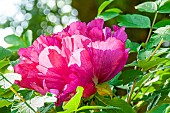Chinese tree peony (Paeonia rockii) Hong Lian, flower